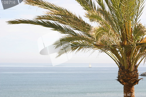 Image of palm tree sea and sky