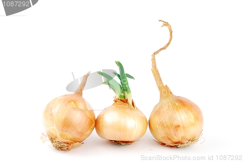 Image of Onions on white