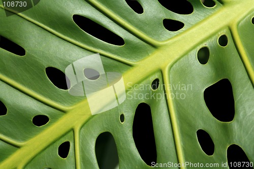 Image of Monstara leaf