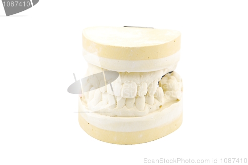 Image of Dental prosthesis study model on white