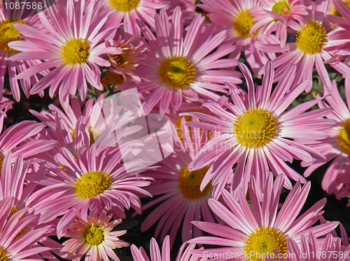 Image of Chrysantemum