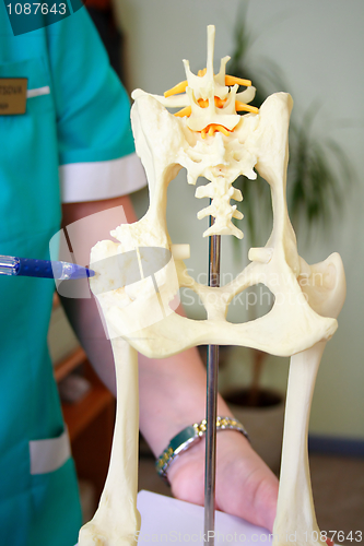 Image of Hip dysplasia model of the dog