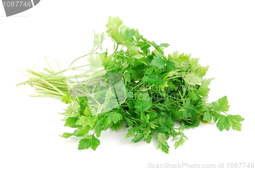 Image of Bouquet of parsley on white