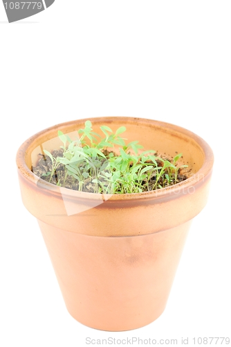 Image of Young parsley plant on a terra cotta pot (white background)