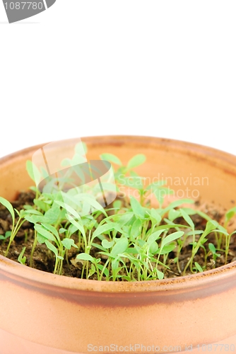 Image of Young parsley plant on a terra cotta pot (white background)