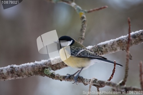 Image of Great tit