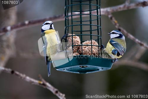 Image of blue tits