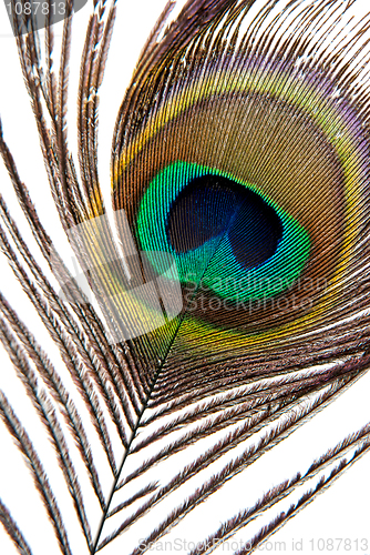 Image of Detail of peacock feather