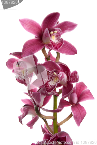 Image of Pink orchid