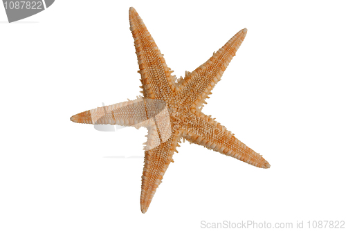 Image of Sea star