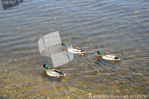 Image of Mallards Swimming on Loch Lomond