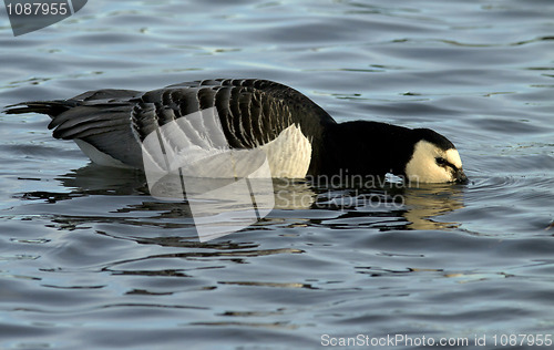 Image of Barnacle Goose