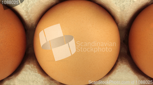 Image of Egg on carton