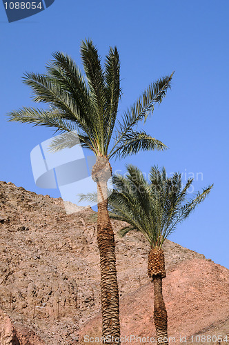 Image of Palms on the Wind
