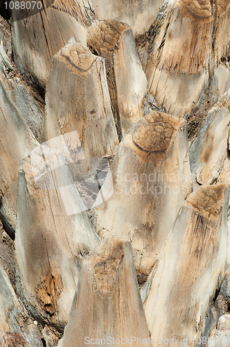 Image of Palm trunk