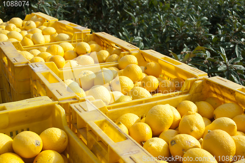 Image of Lemon harvest