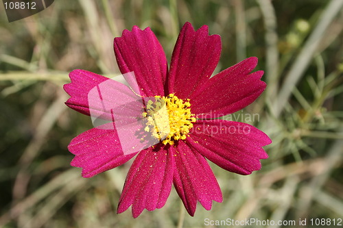 Image of Dark red Cosmos