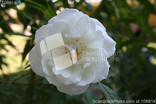 Image of White Rose