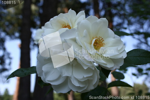 Image of White Roses