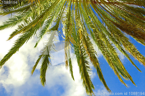 Image of Palm Tree Leaves