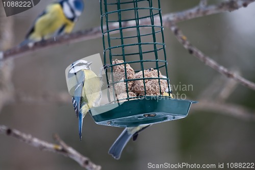 Image of Blue tits