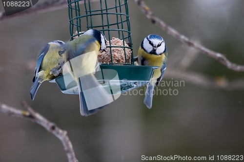 Image of Blue tits