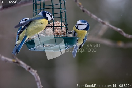 Image of Blue tits