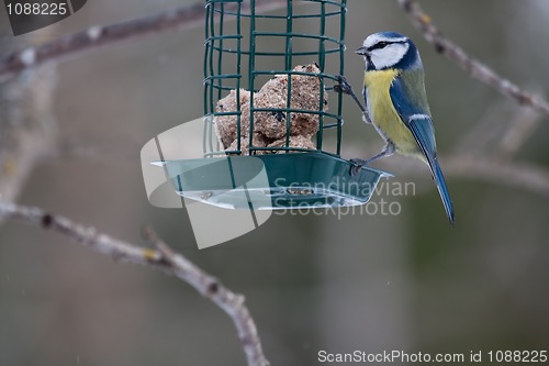 Image of Blue tit