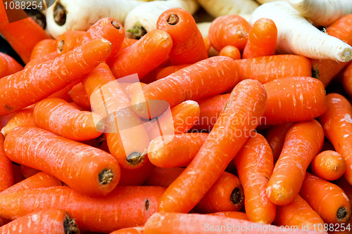 Image of Carrots 