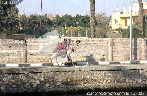 Image of Bedouin on camel in Cairo