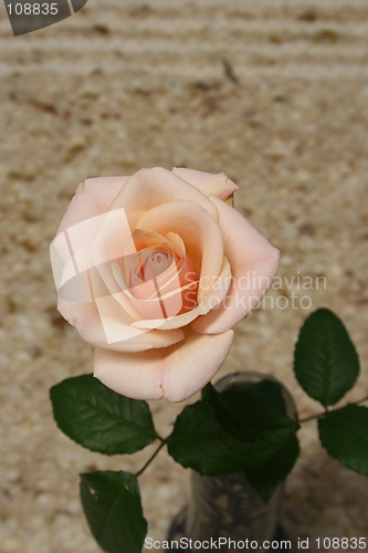 Image of Rose