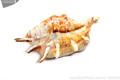 Image of Stripedc Sea Shell