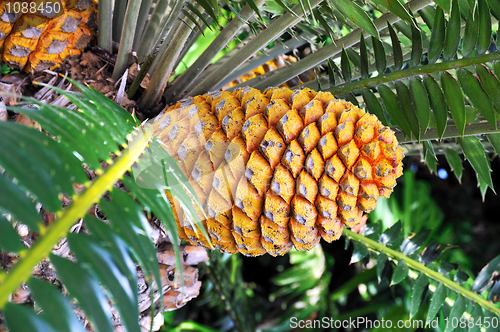 Image of Cycad cone, Encephalartos Transvenosus 