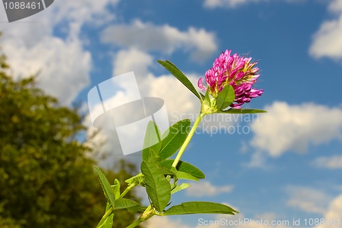 Image of Clover flower 