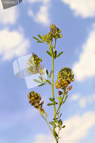 Image of Wild alfalfa 