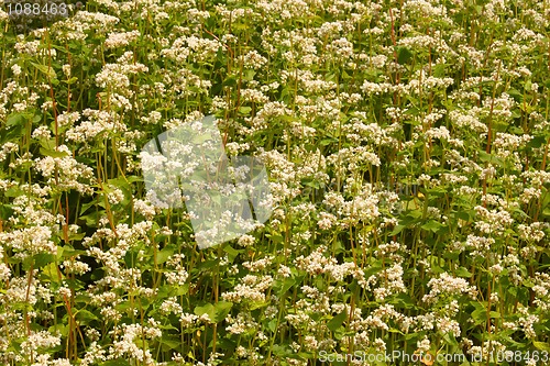 Image of Flowering buckwheat field