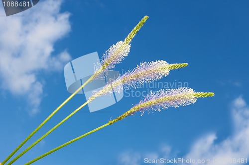 Image of Field flowers against the blue sky with clouds. Hoary Plantain