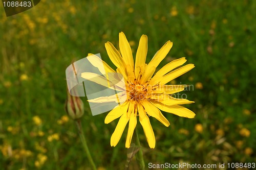 Image of Yellow summer wild flower