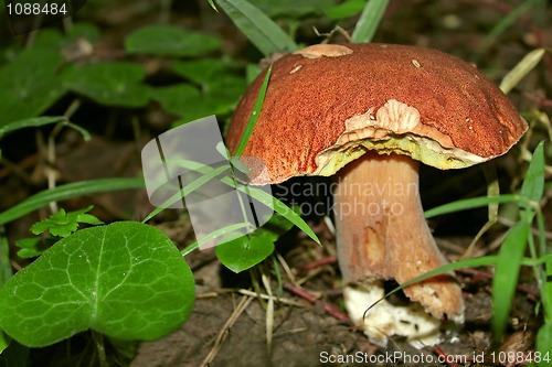 Image of Mushroom Boletus in their natural environment