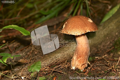 Image of Mushroom Boletus in their natural environment (II)