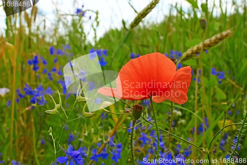 Image of Red poppy blooming in the field