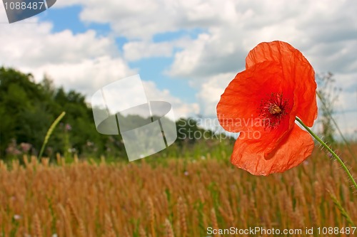 Image of Red poppy 