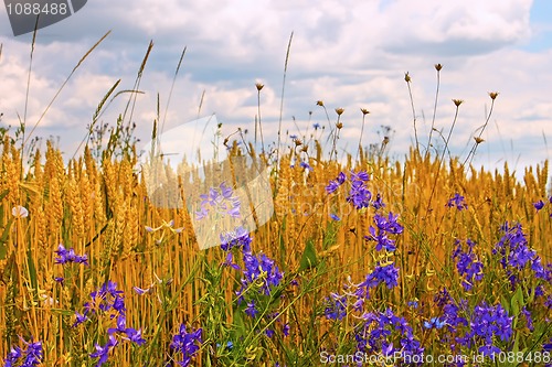 Image of Wild yellow bean flowers