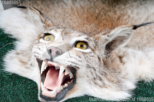 Image of Stuffed lynx