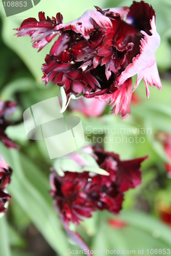 Image of Tulips