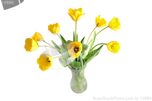 Image of Yellow Tulips Isolated