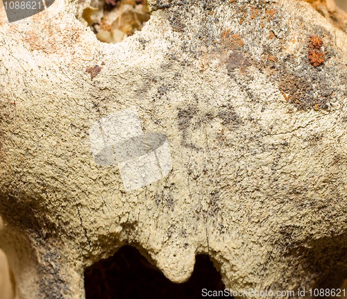 Image of Macro Of polar bear  Bone