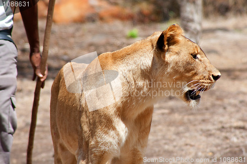 Image of Lion (Panthera leo)