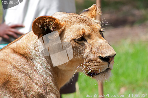 Image of Lion (Panthera leo)