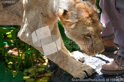 Image of Lion (Panthera leo)